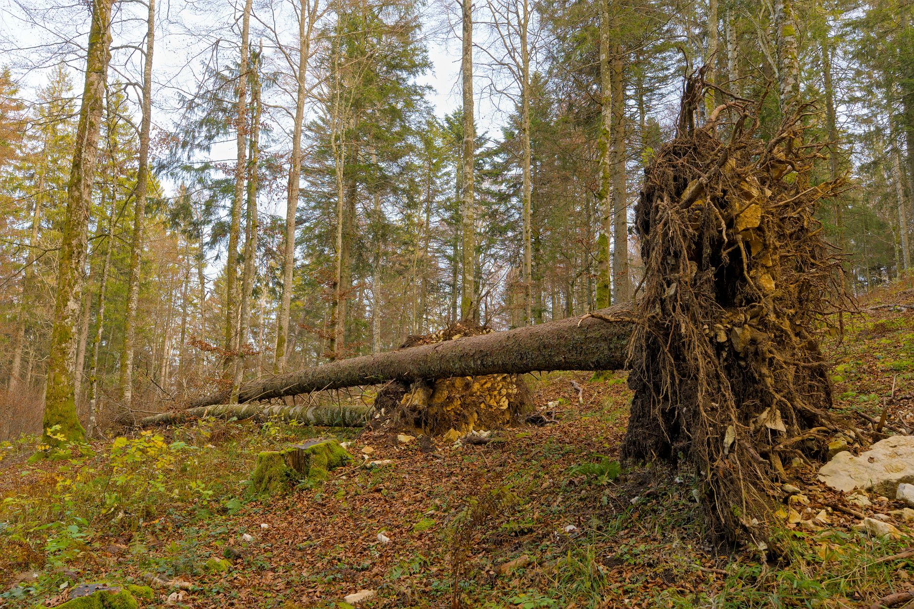 Enlèvement arbre urgence Drôme